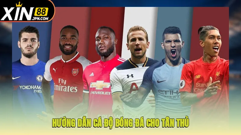 Hướng dẫn cá độ bóng đá cho tân thủ